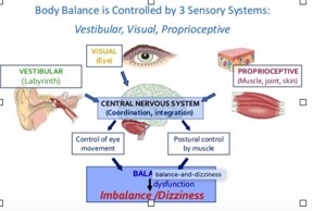 Vestibularni sistem, del ravnotežja!